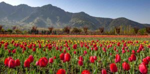 tulip festival kashmir
