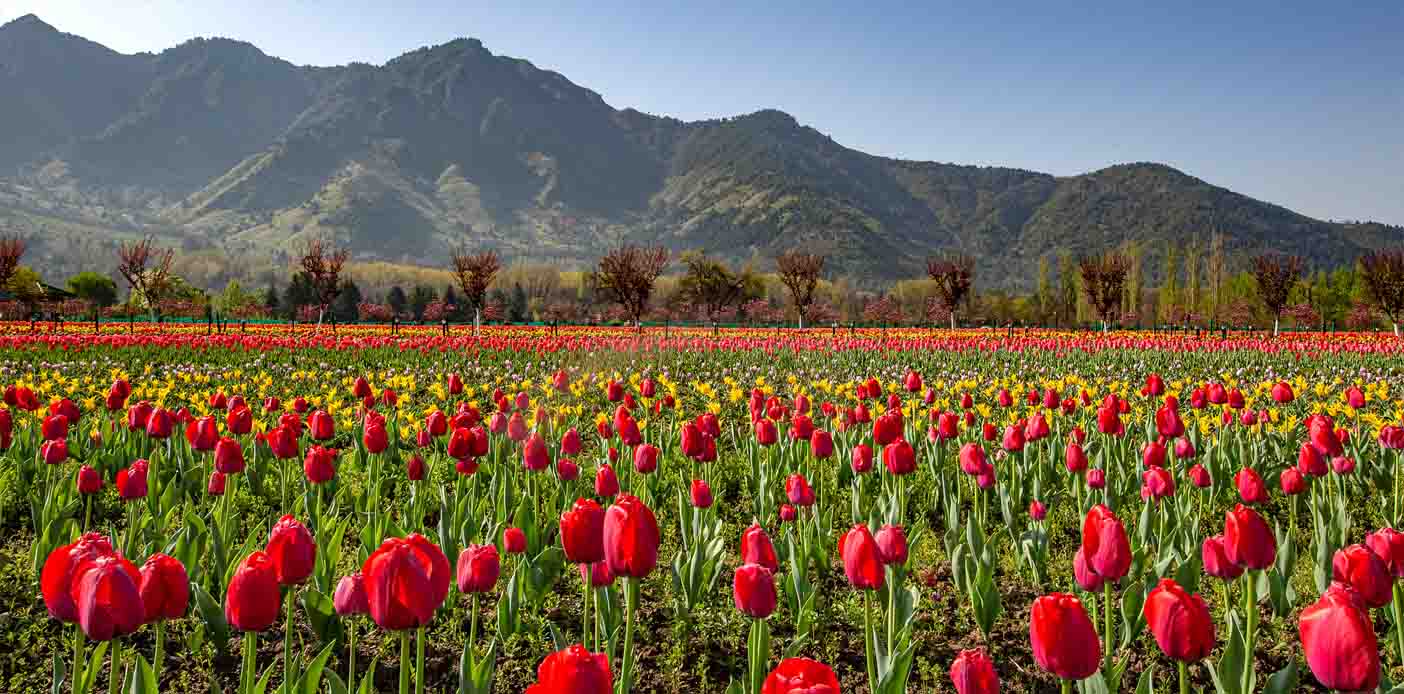 tulip festival kashmir