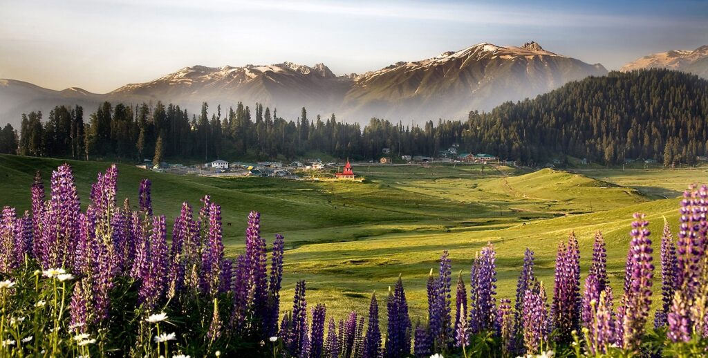 gulmarg-meadow-of-flowers-by-roameoo